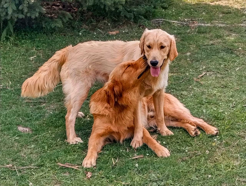 Unsere Golden Retriever Uckermark