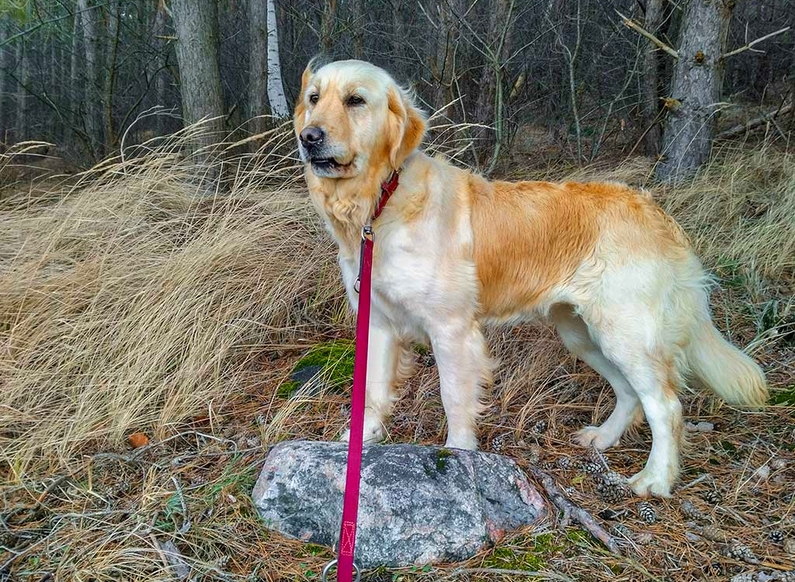 Goldenretriever Uckermark